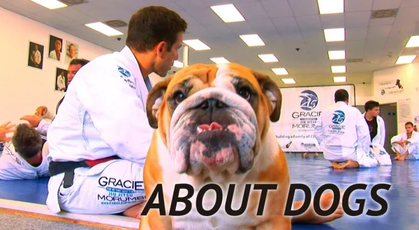 About Dogs