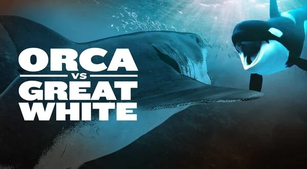 Orca vs. Great White