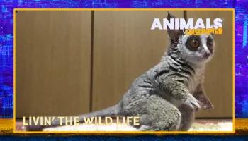 Animals Unscripted