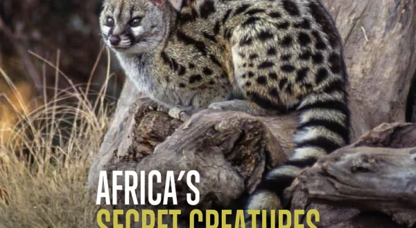 Africas Secret Creatures