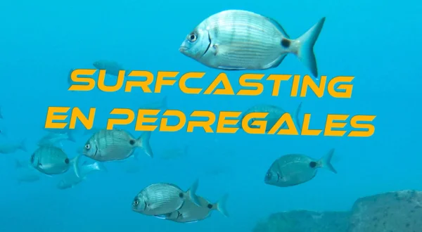 Surfcasting en Pedregales