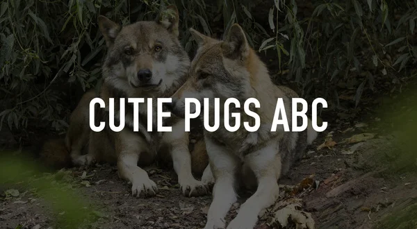 Cutie Pugs ABC