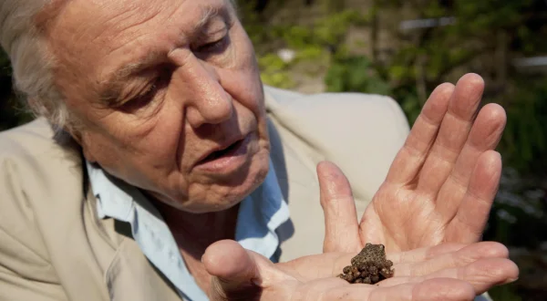 David Attenborough og naturens gåder