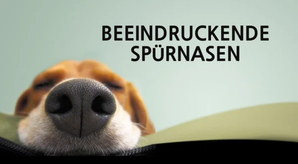 Beeindruckende Spürnasen