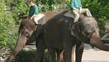Eisbär, Affe & Co.