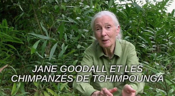 Jane Goodall et les chimpanzés de Tchimpounga
