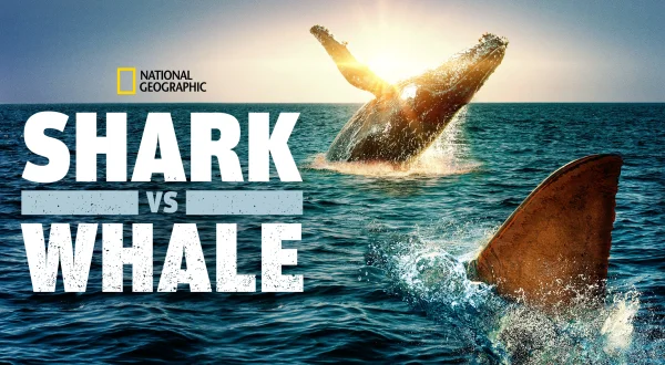 Shark Vs Whale