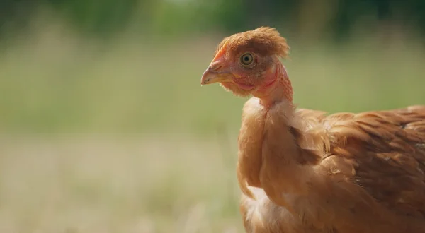 Poulet mania
