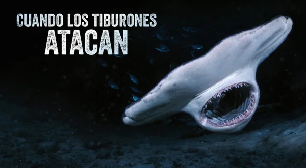 Cuando los tiburones atacan