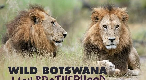 Wild Botswana: Lion Brotherhood