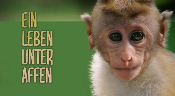 Ein Leben unter Affen