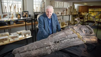 David Attenborough – Auf den Spuren des Seedrachen
