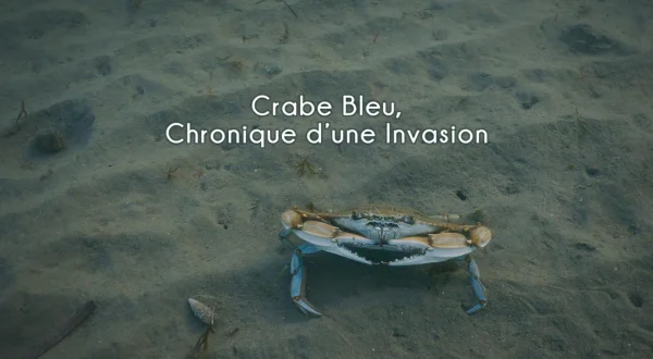 Crabe bleu, chronique d'une invasion