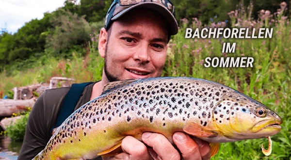 Bachforellen im Sommer