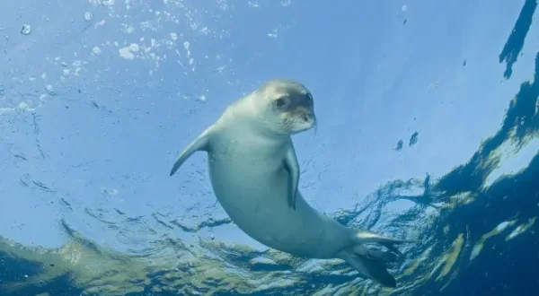 Sonno segreto, la foca monaca del Mediterraneo