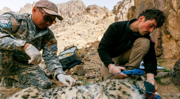Λεοπαρδάλεις του Χιονιού | Snow Leopards with Dan O'Neill