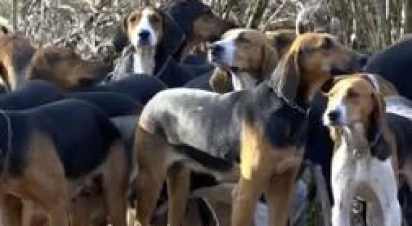 Des chiens de légende