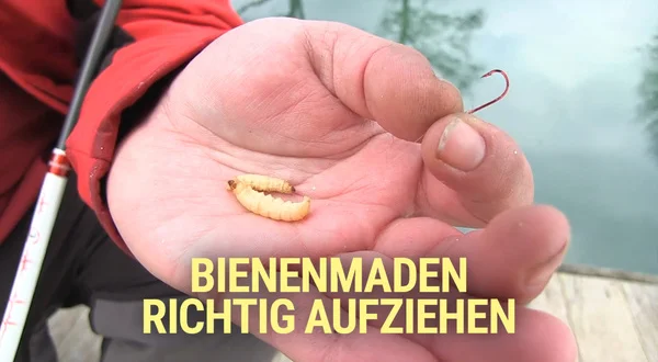Bienenmaden richtig aufziehen