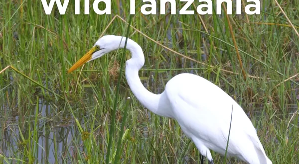 Wild Tanzania