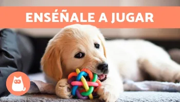 Todo sobre los cachorros