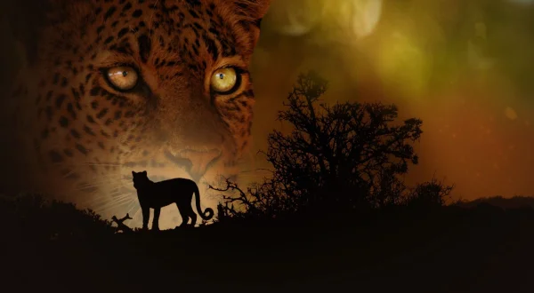 Mashatu: Land of Leopards
