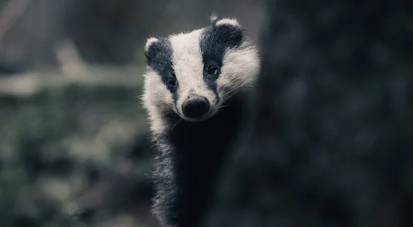 Den mørke natur