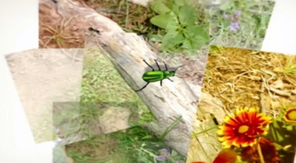 El escarabajo verde