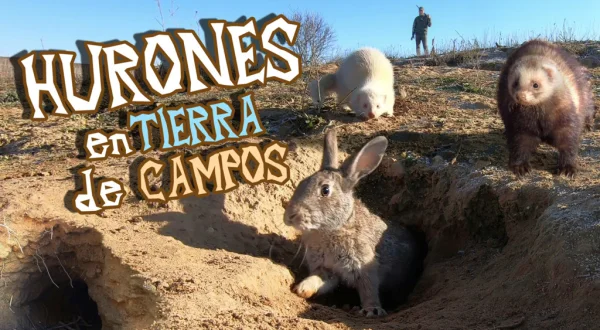 Hurones en tierra de campos