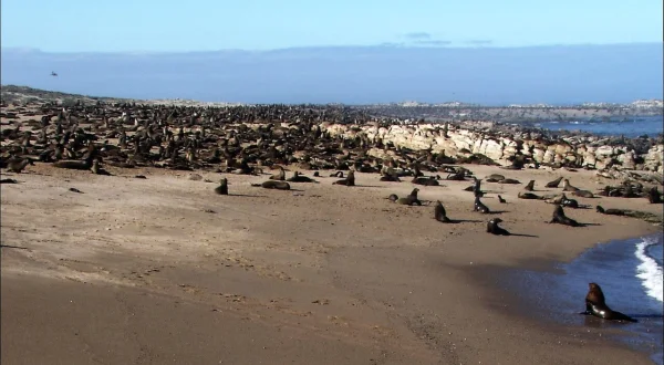 Wildes Afrika