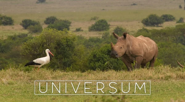 Universum