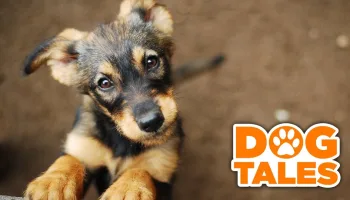 Dog Tales