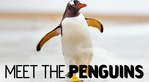 Meet The Penguins