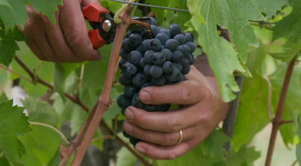 Wein – die Zukunft heißt Bio