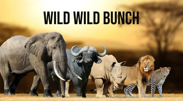 Wild Wild Bunch