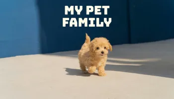 My Pet Family