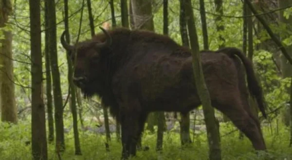 A Odisseia do Bisonte Europeu