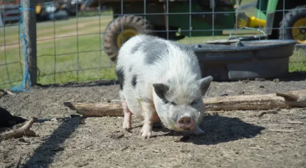 Critter Fixer: Zwei Tierärzte für alle Felle