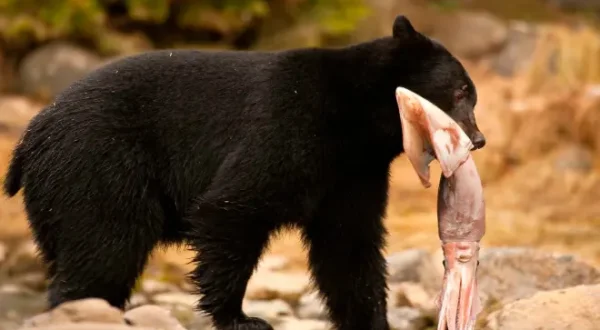 Geheimakte Wildnis