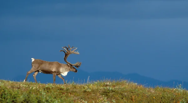 Αγρια Αλάσκα | Wild Alaska