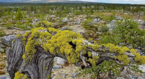 Kanutour in den Femundsmarka Nationalpark