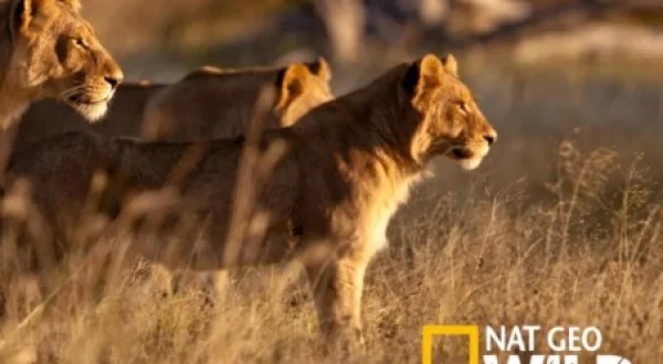 Seen on Safari