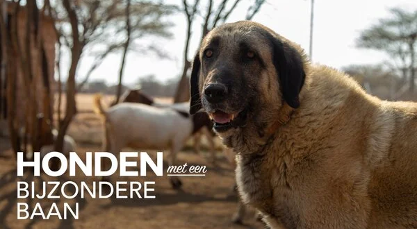Honden met een bijzondere baan