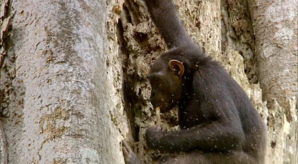 S0E4 - Afrika