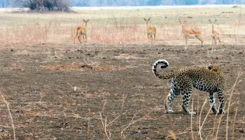 Afrikas Jäger