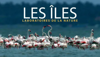 Les îles, laboratoires de la nature