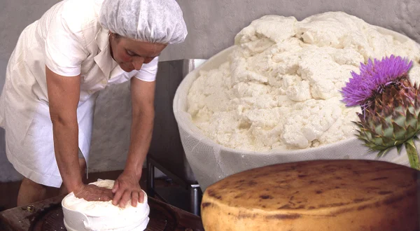 Queso de flor artesanal. Elaboración manual con la flor seca del cardo y leche fresca
