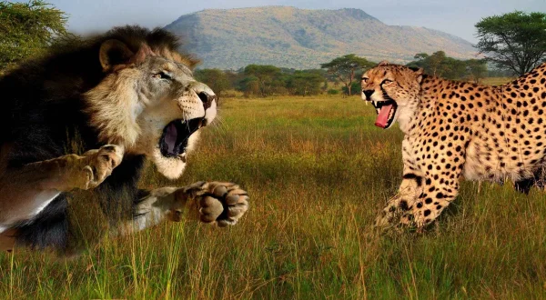 Kattekrige: Løve mod gepard