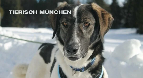 tierisch München