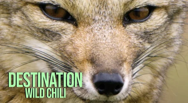 Destination Wild Chili