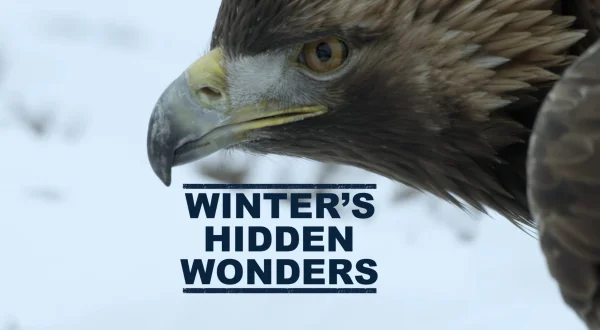 Winter's Hidden Wonders